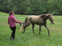 Training a Horse